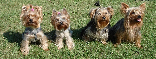 Stella, Sunny, Megi, Charlie