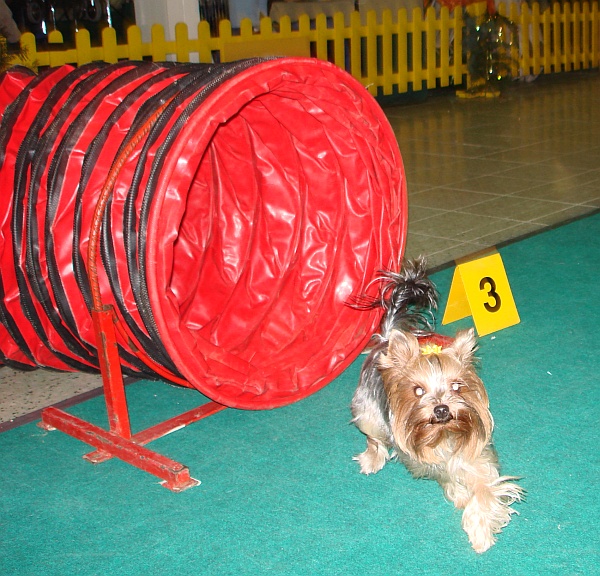 Yorkie agility