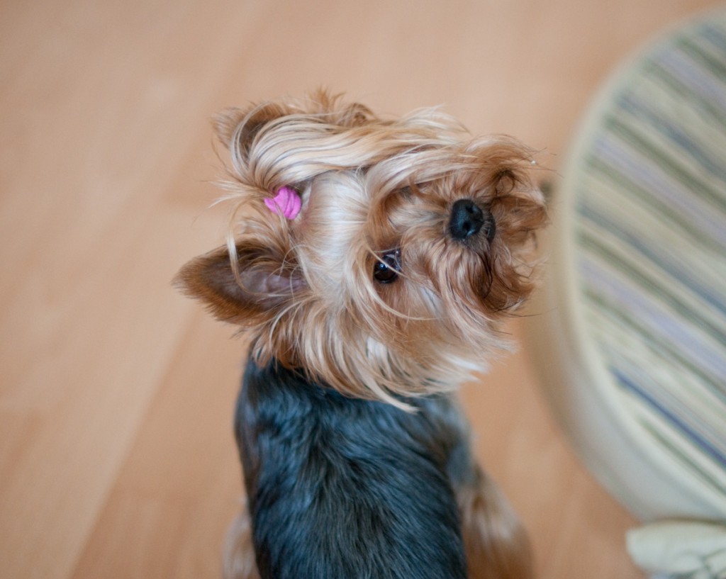 Yorkshire Terrier - Stella