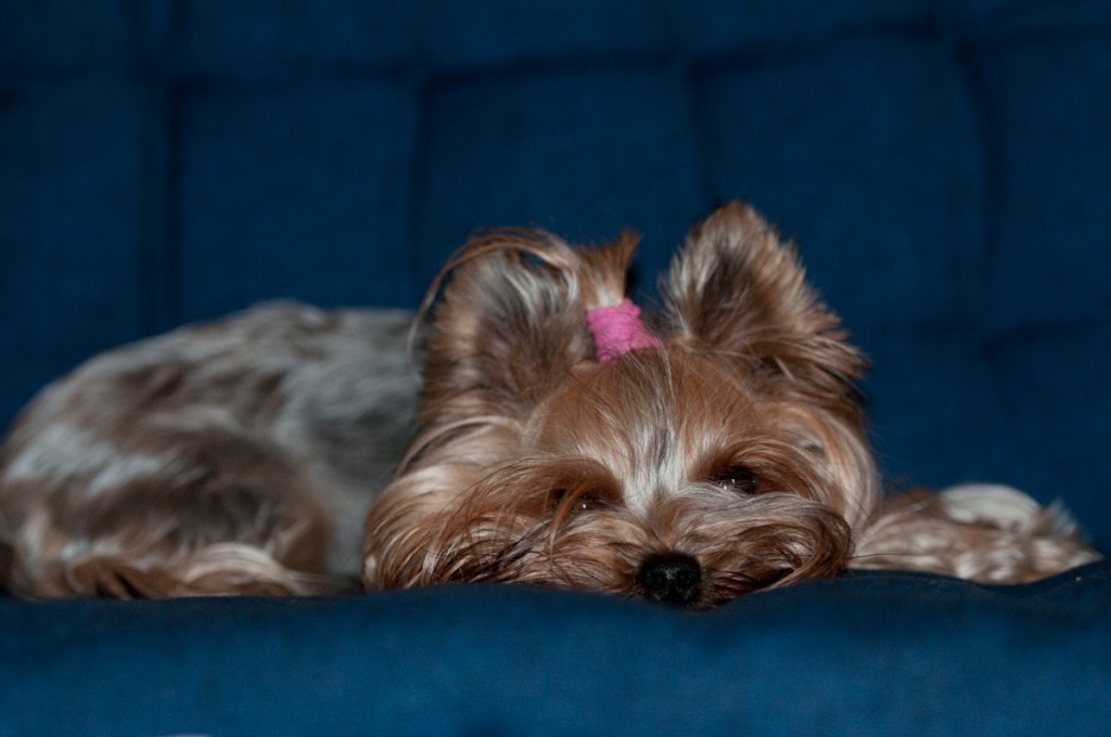 Yorkshire Terrier - Sunny