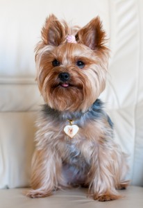 Yorkshire Terrier Stella