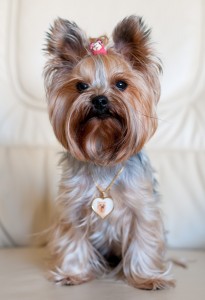 Yorkshire Terrier Sunny