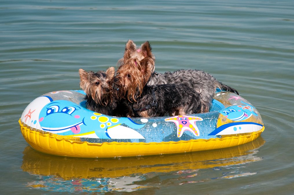 Lilly, Stella a Sunny - rodinka :)